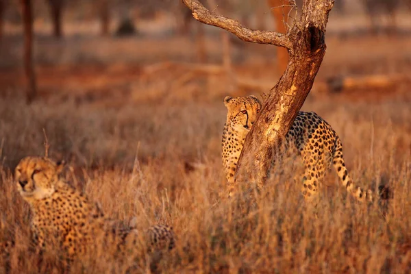 Τσιτάχ Acinonyx Jubatus Ένα Μεγάλο Αρσενικό Πίσω Από Έναν Κορμό — Φωτογραφία Αρχείου