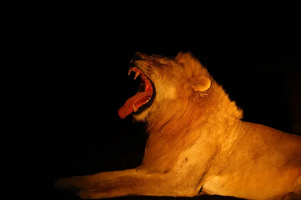 Zuidelijke Leeuw Panthera Leo Melanochaita Oost Zuidelijke Afrikaanse Leeuw Panthera — Stockfoto