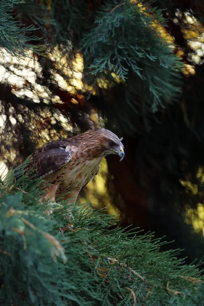 The red-tailed hawk (Buteo jamaicensis) sitting on a redwood with a colored background. Portrait of a buzzard in the green branches of sequoia.