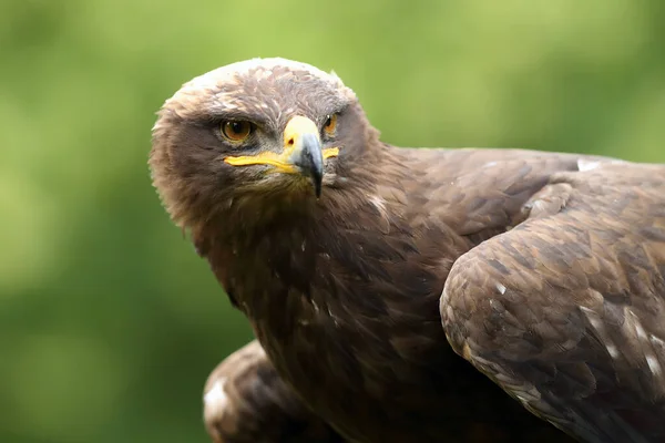 Retrato Del Águila Esteparia Aquila Nipalensis Retrato Águila Grande Con — Foto de Stock