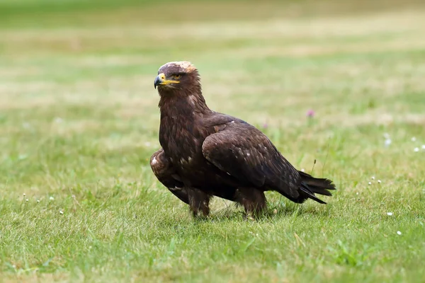 Steppe Eagle Aquila Nipalensis Sitting Ground Grass Big Eagle Green — Stock Photo, Image