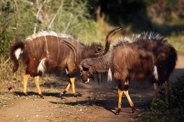 Tragelaphus Angasii 이얄라 Inyala 라고도 불리는 수컷은 짝짓기 의식을 극도로 — 스톡 사진