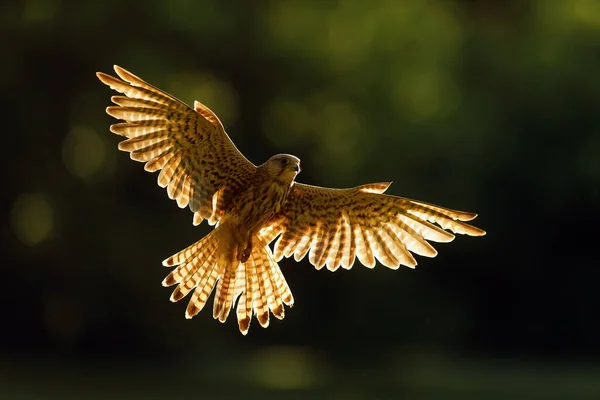 Falco Tinnunculus Eurasian Kestrel 백라이트로 날개를 여우원숭이 암컷입니다 날으는 날개를 — 스톡 사진