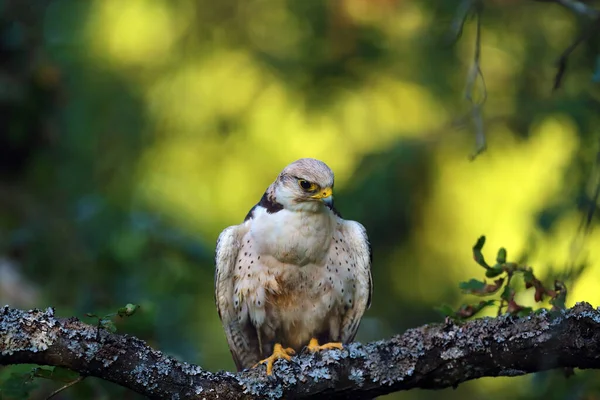 非常に密度の高い木の枝に座っているラナーファルコ Falco Biarmicus 葉の途中で小さな鷹のカモフラージュ自体 — ストック写真