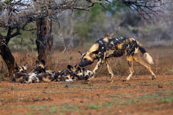 非洲野狗 非洲猎狗 或非洲彩绘的狗 Lycaon Pictus 一只成年雌性猎狗 偷偷摸摸地靠近猎物 后面是狼群的其他部分 南非的野狗生活在干燥而繁茂的环境中 — 图库照片
