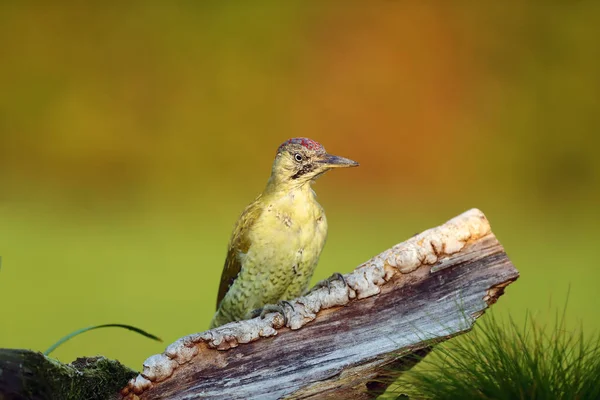 Evropský Zelený Datel Picus Viridis Sedí Silné Větvičce Velký Zelený — Stock fotografie