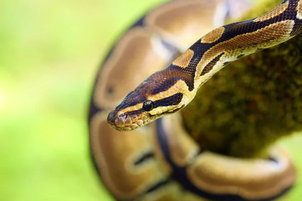 Python Real Python Regius Também Chamada Python Bola Deitada Ramo — Fotografia de Stock