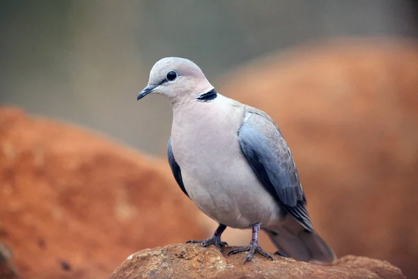 Pomba Pescoço Anelado Streptopelia Capicola Também Conhecida Como Pomba Tartaruga — Fotografia de Stock