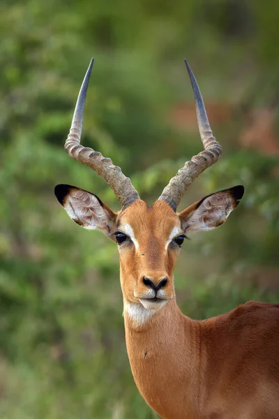 Impala Aepyceros Melampus 男性の肖像画 若い男性のカモシカの肖像画 — ストック写真