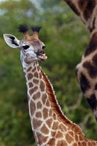 남아프리카 Giraffa Camelopardalis Raffa 배경을 기린의 초상화 소떼를 보호하는 — 스톡 사진