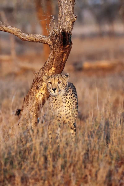 Der Gepard Acinonyx Jubatus Auch Als Der Jagende Leopard Der — Stockfoto