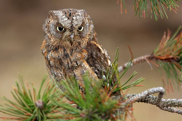 Eurasian Scops Coruja Otus Scops Europeu Scops Coruja Apenas Scops — Fotografia de Stock