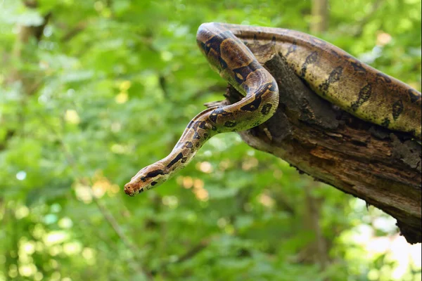 Constritor Boa Boa Constritor Também Chamado Vermelho Tailed Boa Comum — Fotografia de Stock