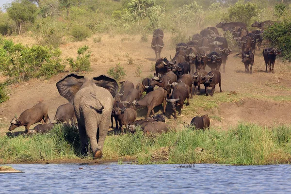 Африканский Слон Loxodonta Affaba Атакует Стадо Африканских Буйволов Буйволов Syncerus — стоковое фото