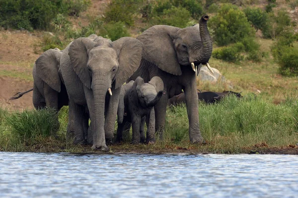 Skupina Slonů Afrického Keře Loxodonta Africana Pijících Malé Laguny Pití — Stock fotografie