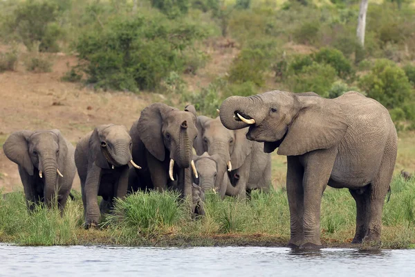 Elefante Arbusto Africano Loxodonta Africana Macho Joven Bebiendo Grupo Elefantes — Foto de Stock