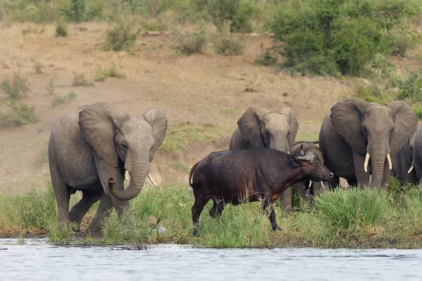 아프리카의 아프리카코끼리 Loxodonta Africana 수컷이 웅덩이에서 물소를 쫓아내고 근처에 동물들 — 스톡 사진