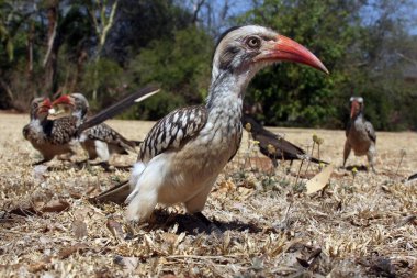 Red-billed hornbill (Tockus rufirostris) sitting on the ground.Portrait of a bird with a red open beak on the ground. stock vector