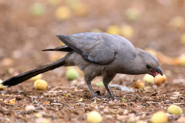 Šedý Away Bird Corythaixoides Concolor Nebo Šedý Lourie Krmení Zemi — Stock fotografie