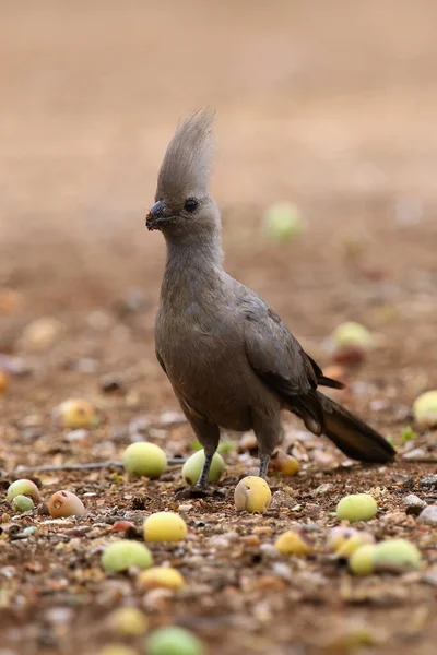 Grey Away Bird Corythaixoides Concolor Grey Lourie Feed Earth Marula — 스톡 사진