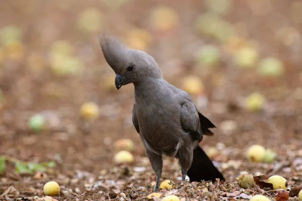 Gri Veda Kuşu Corythaixoides Concolor Gri Lourie Toprakta Marula Meyvesi — Stok fotoğraf