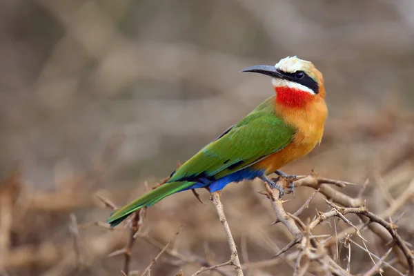 White Fronted Bee Eater Merops Bullockoides Sitting Branch Very Colorful — Stock Photo, Image
