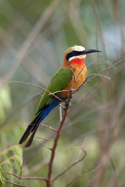 White Fronted Bee Eater Merops Bullockoides Sottzing Branch Green Background — Stock Photo, Image