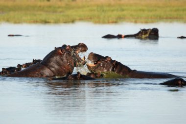 Su aygırları (Hippopotamus amfibi) ya da suda savaşan su aygırlarıdır.
