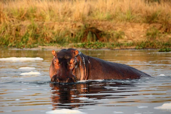 Hippopotame Commun Hippopotamus Amphibius Hippopotame Reposant Dans Eau — Photo