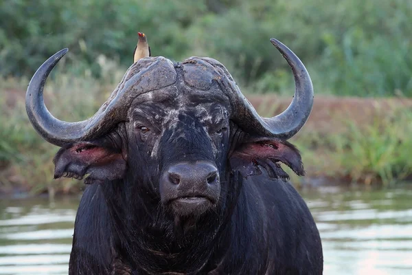 African Buffalo Cape Buffalo Syncerus Caffer Portrait Adult Bull Oxpecker — Stock Photo, Image