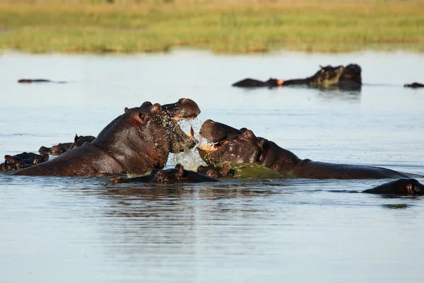 Hippopotame Commun Hippopotamus Amphibius Hippopotame Combattant Dans Eau — Photo