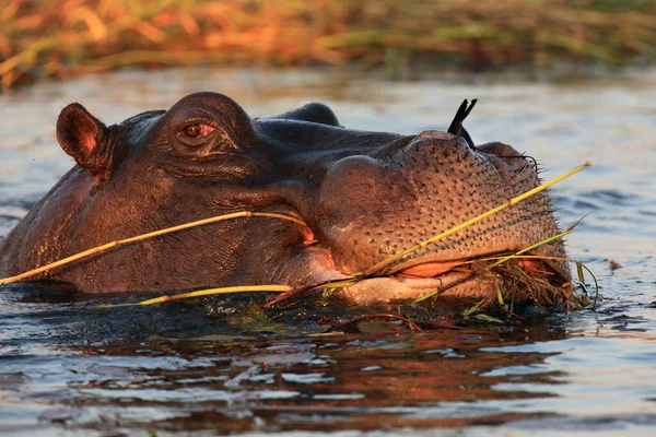 Hipopotam Zwyczajny Hipopopotam Amphibius Lub Hipopotam Jedzą Rośliny Wodne — Zdjęcie stockowe