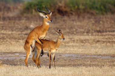 The breeding season with the kob (Kobus kob) on the plains. Mating time for kob on Ugandan savanna.Love antelope in dry savanna.Mating time for antelope kob on the plains of east africa. clipart