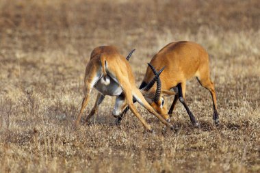 Kobus (Kobus kob), üreme mevsiminde bir düelloda iki yetişkin erkek. Kuru bir bozkırda iki büyük erkek antilobun düellosu..