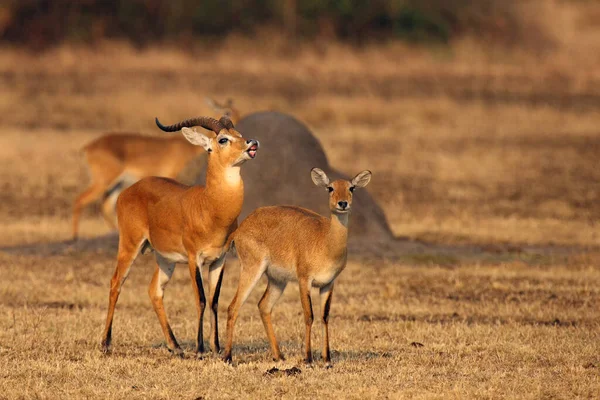 東アフリカの平野にあるコブ コブコブ との繁殖期には オオムギの応答もオオムギの位置と呼ばれます — ストック写真