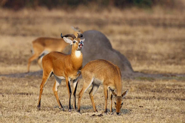 Chovatelská Sezóna Kob Kobus Kob Pláních Flehmen Odpověď Také Volal — Stock fotografie