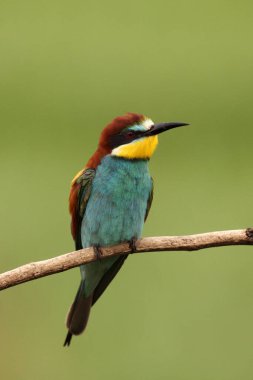 Avrupa arı yiyici (Merops apiaster) yeşil arka planda oturan şube