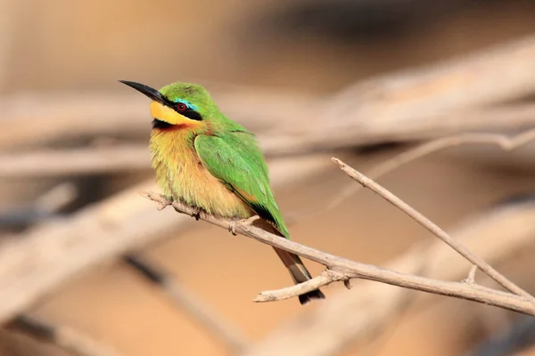 The little bee-eater (Merops pusillus) sitting on the branch with brown background.Little green african bird with red eye on a brown background.