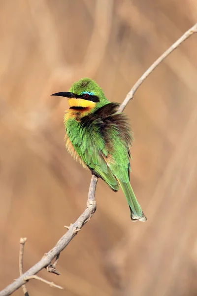 眉を背景に枝に座っている小さなミツバチ メロップ ポピルス 背中にふわふわの羽を持つ茶色の背景に赤い目を持つ小さな緑のアフリカの鳥 — ストック写真
