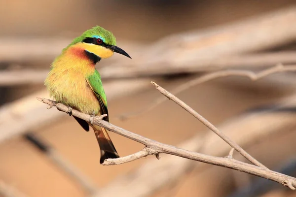 The little bee-eater (Merops pusillus) sitting on the branch with brown background.Little green african bird with red eye on a brown background.