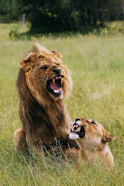 Southwest African Lion Katanga Lion Panthera Leo Bleynberghi Mating Savanna — Stock Photo, Image