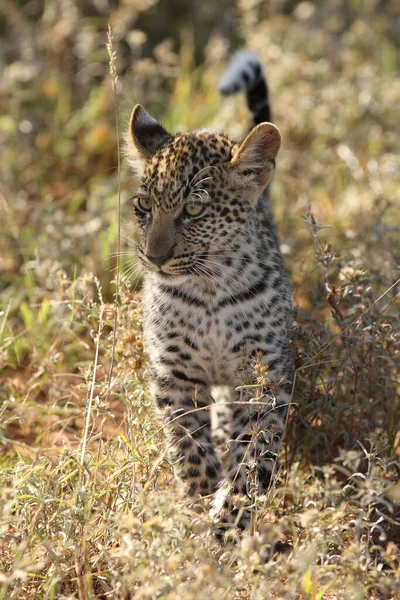 Leopárd Panthera Pardus Kis Kölyök Magas Fűben Emelt Farokkal Édes — Stock Fotó