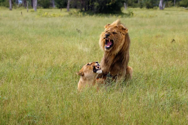 León Del Suroeste África León Katanga Pantera Leo Apareándose Sabana —  Fotos de Stock