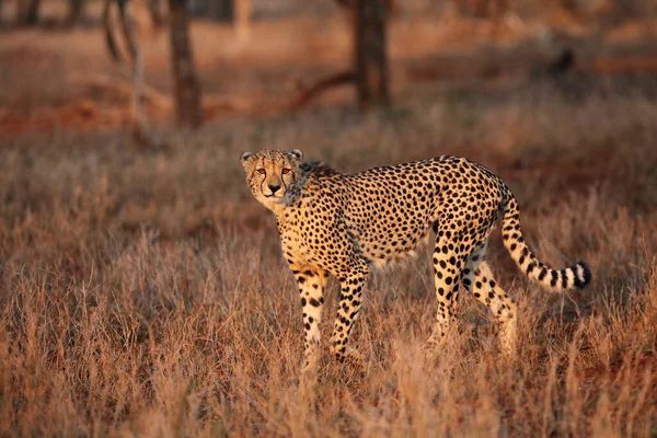 Geparden Acinonyx Jubatus Vandrar Genom Gräset Vid Solnedgången Bland Träden — Stockfoto
