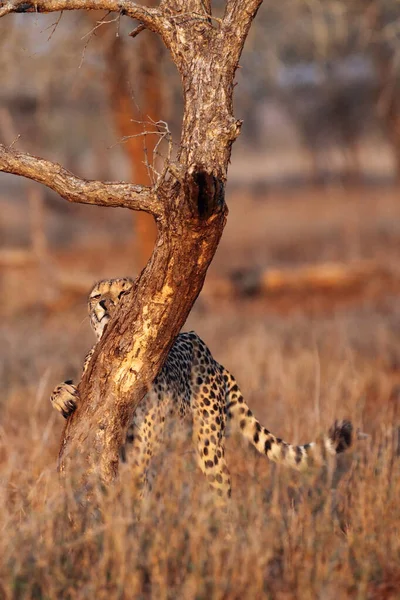 Cheetah Acinonyx Jubatus Also Hunting Leopard Brushes Tree Evening Sun — Stock Photo, Image