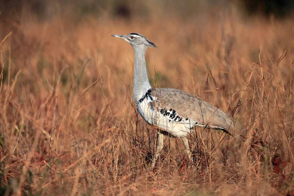 Kori Bustard Ardeotis Kori Atravessa Grama Amarela Maior Pássaro Voador — Fotografia de Stock