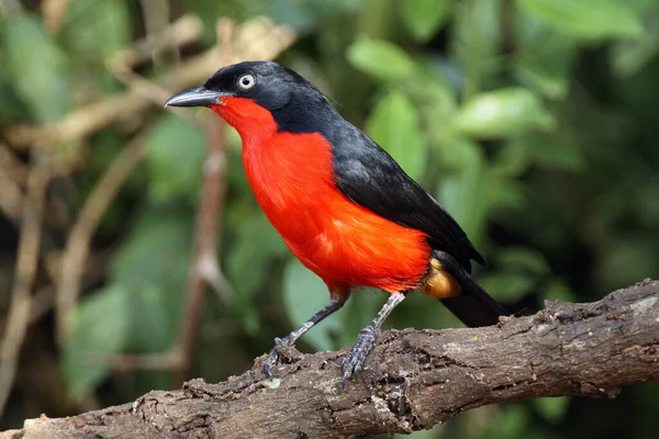 Der Schwarzkopf Gonol Laniarius Erythrogaster Sitzt Auf Einem Ast Schwarzer — Stockfoto