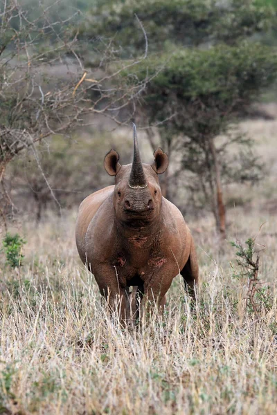 Black Rhinoceros Diceros Bicornis Raised Head Huge Horn Grassy Foreground — Stock Photo, Image