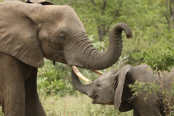 Африканский Слон Кустарник Loxodonta Africana Типичный Приветственный Слон Кончик Молодого — стоковое фото