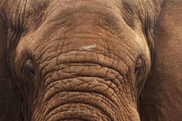 Tête Éléphant Afrique Loxodonta Africana — Photo
